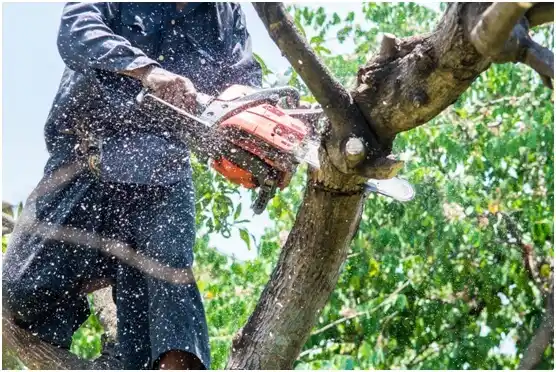 tree services Watsontown